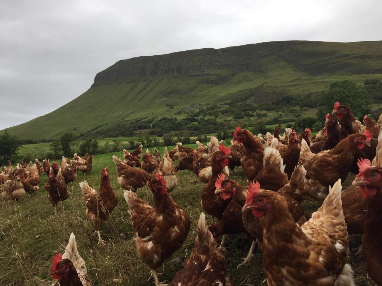 Benbulben Farmhouse B&B Drumcliff Luaran gambar